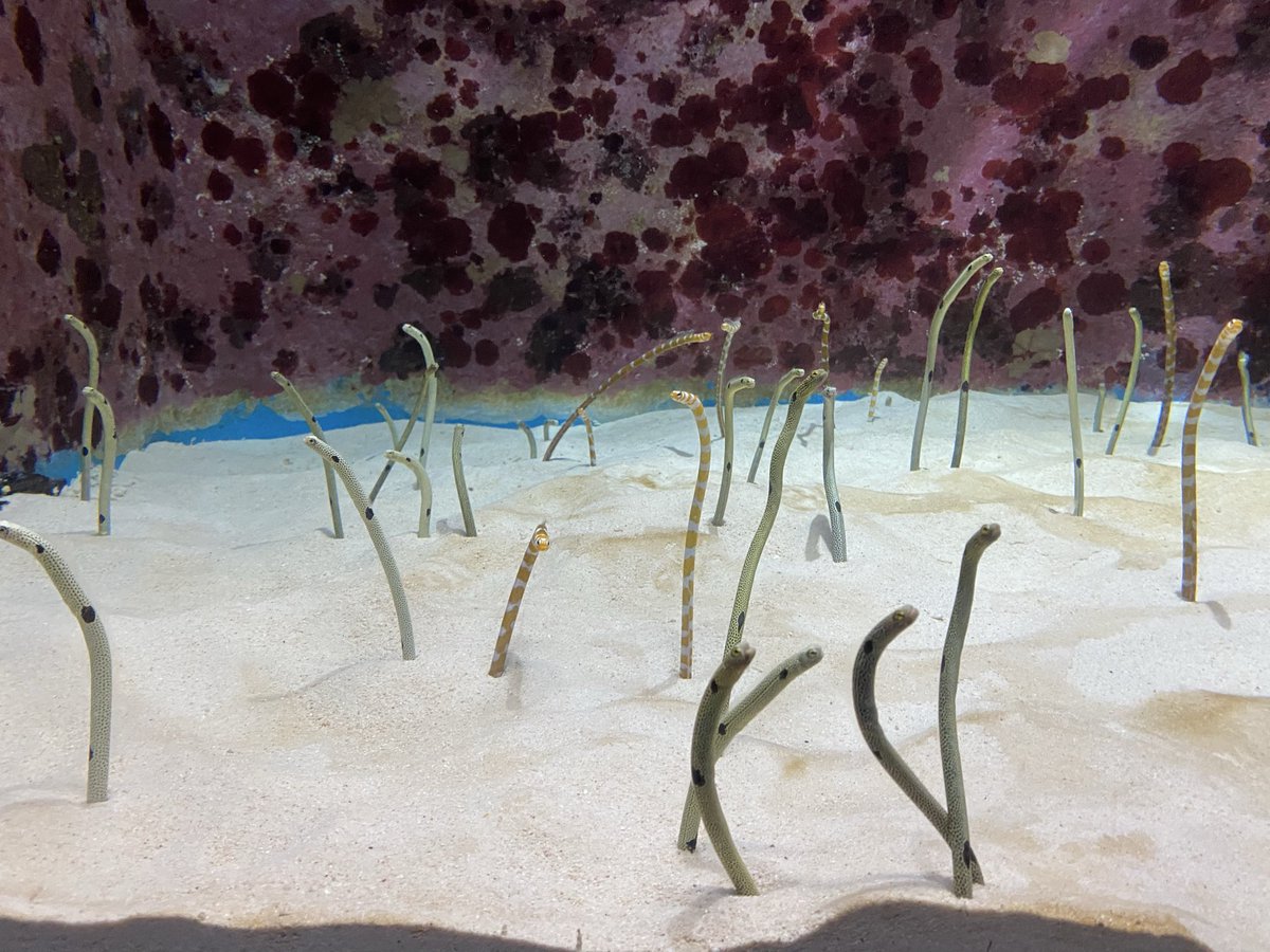 るかなそ tweet media