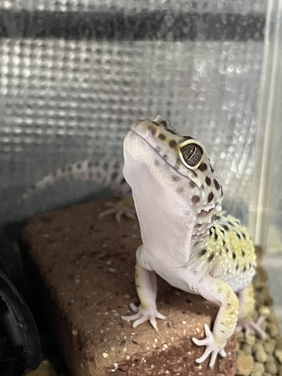 tonbe @Geckos nut tweet media