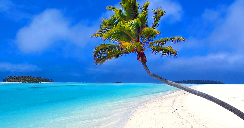 tropicalitytrvl's tweet image. Pic of the Night...Treedom 🏝️ 
tropicality.com 
#beachday #beachlife #beach