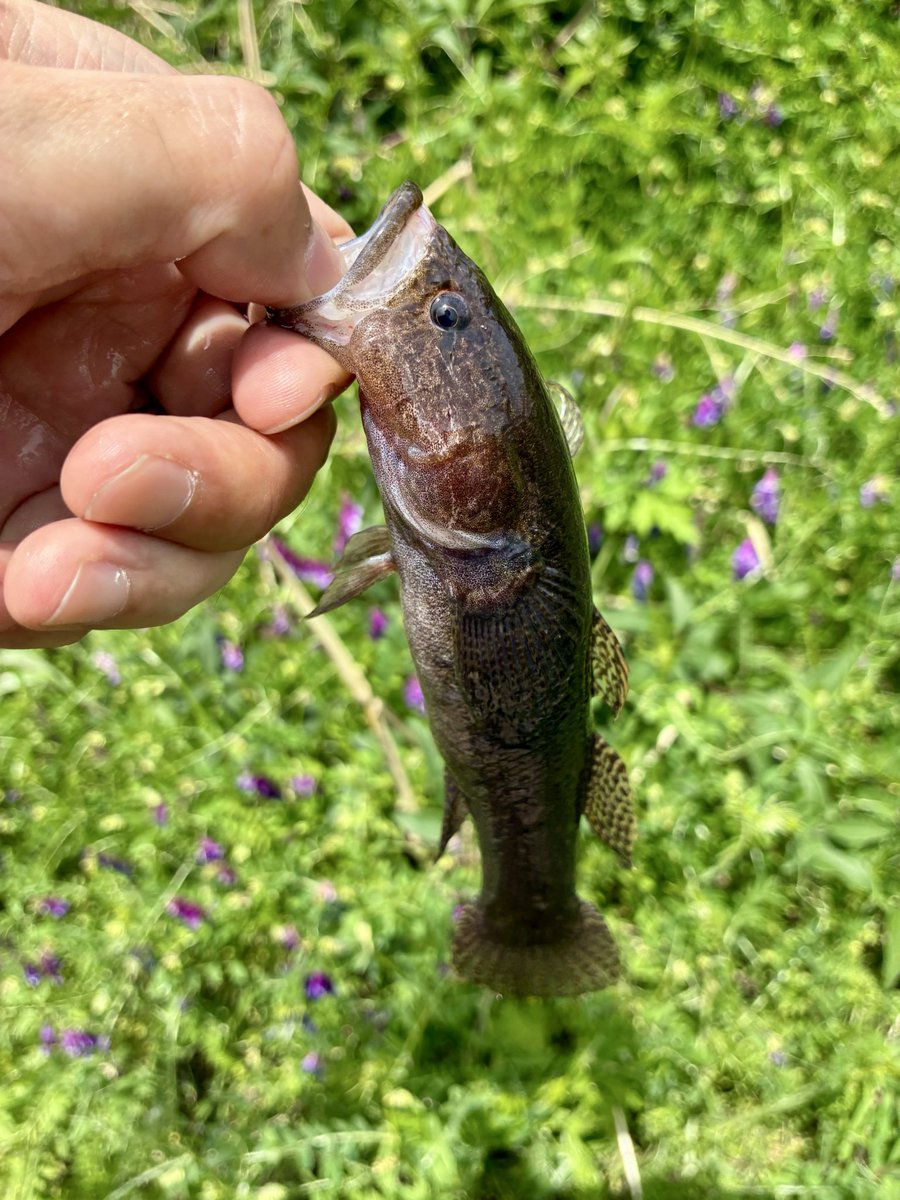 きたつ tweet media