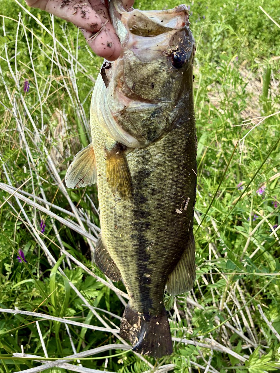 きたつ tweet media