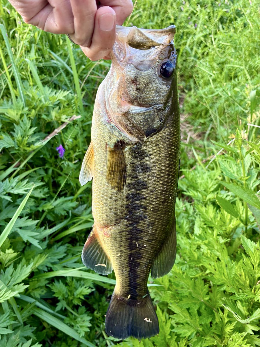 きたつ tweet media