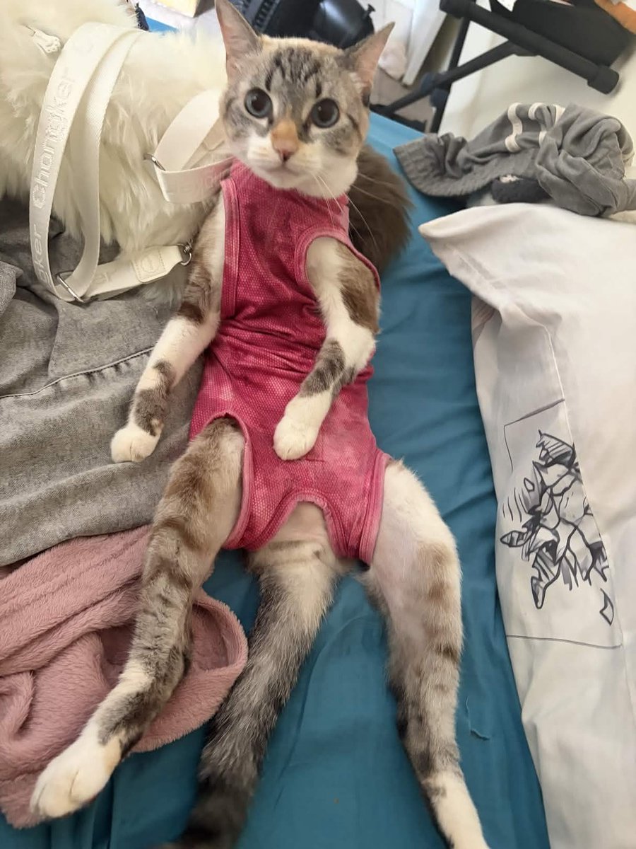 Bimbim🍭 she/her gorl cate tweet media