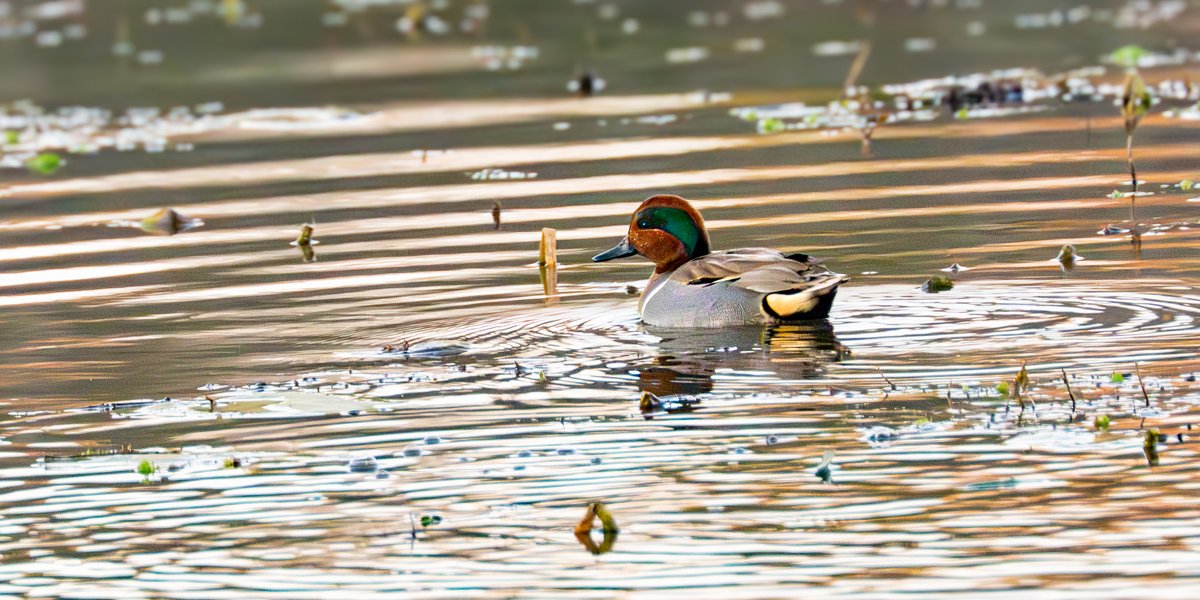 Don L Turner tweet media