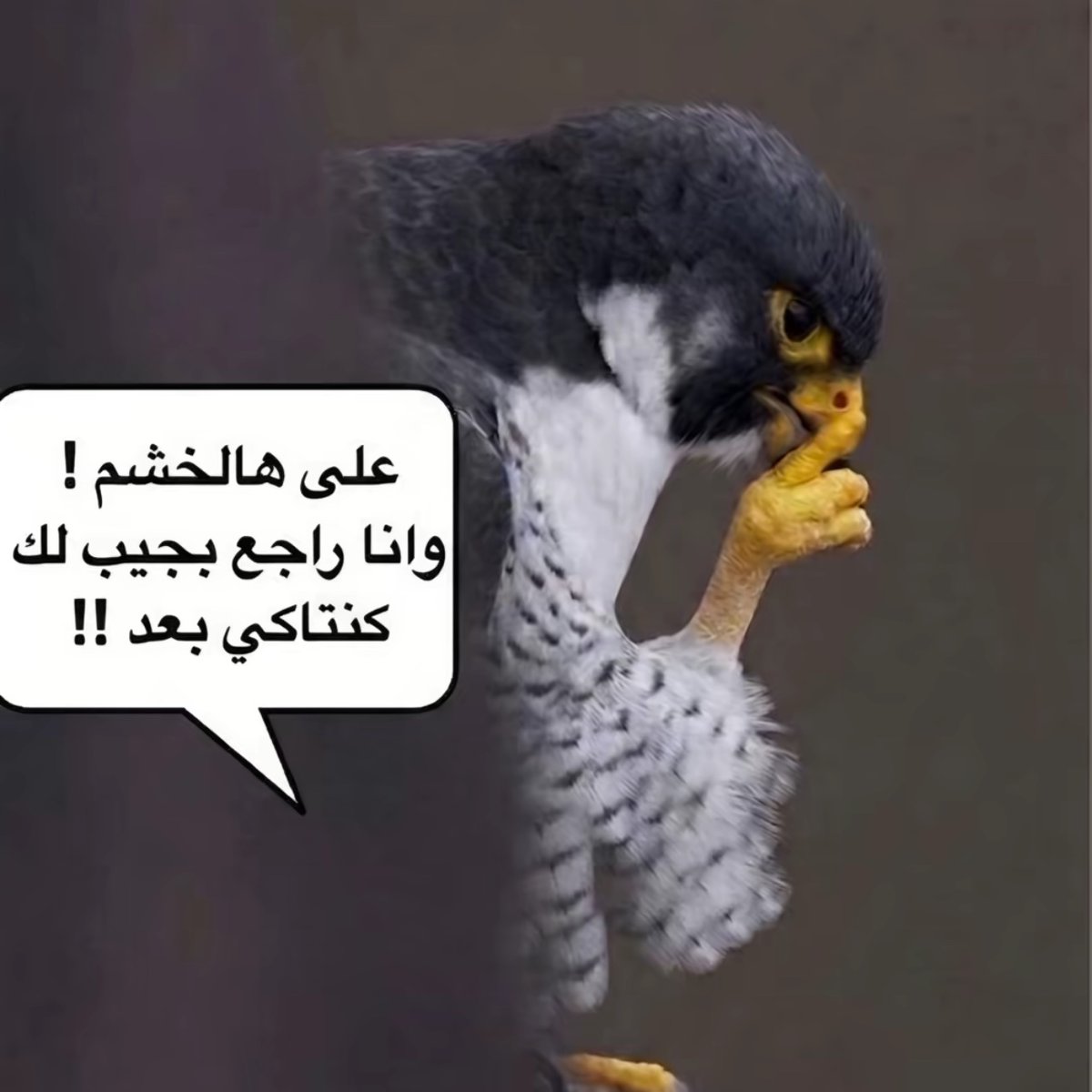 شخصية tweet media