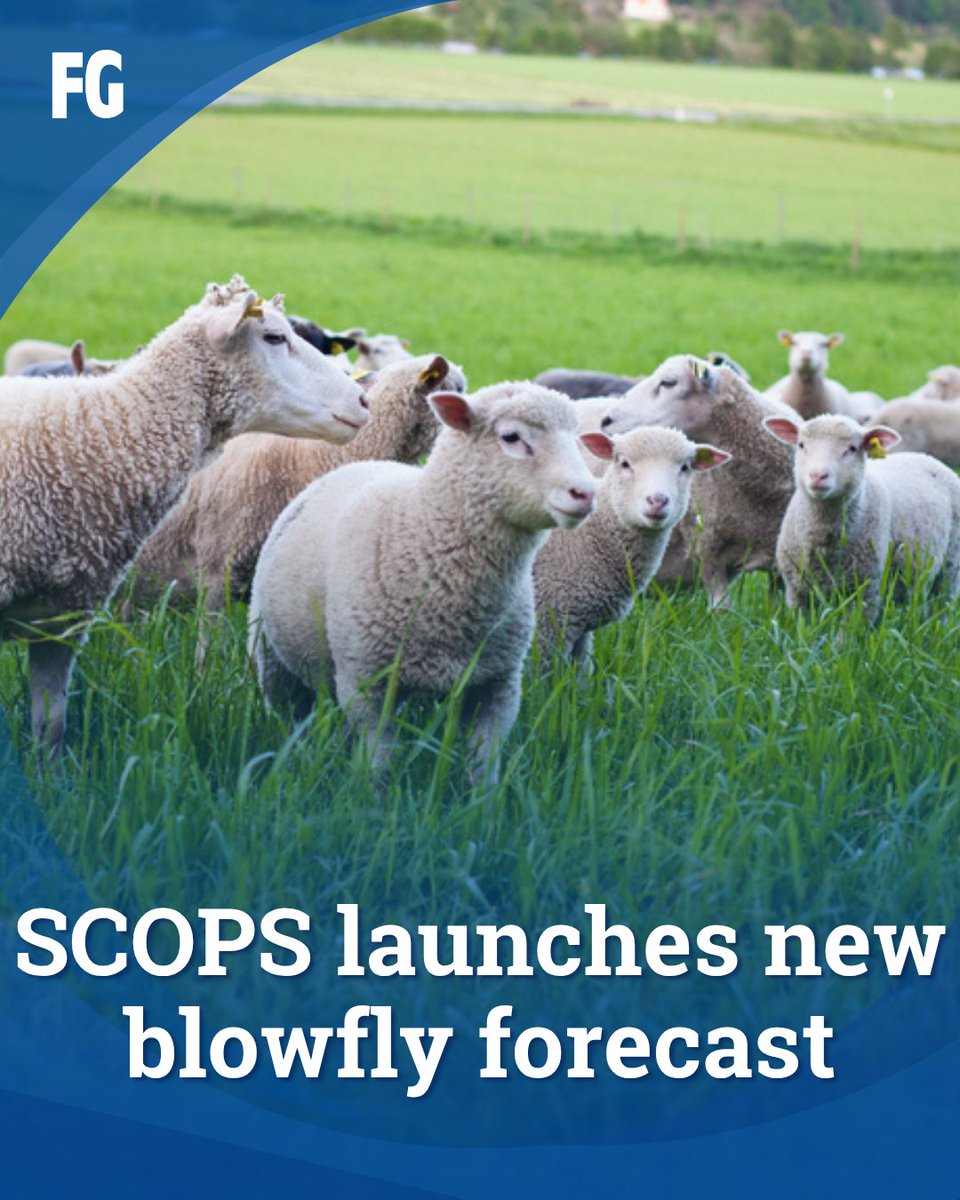 FarmersGuide's tweet image. The Sustainable Control of Parasites in Sheep (SCOPS) has launched a blowfly emergence forecast on its website, intended to help sheep farmers take a proactive and informed approach to blowfly prevention 🐑

Read more ➡️ farmersguide.co.uk/livestock/shee…

 #SheepFarming #SustainableFarming