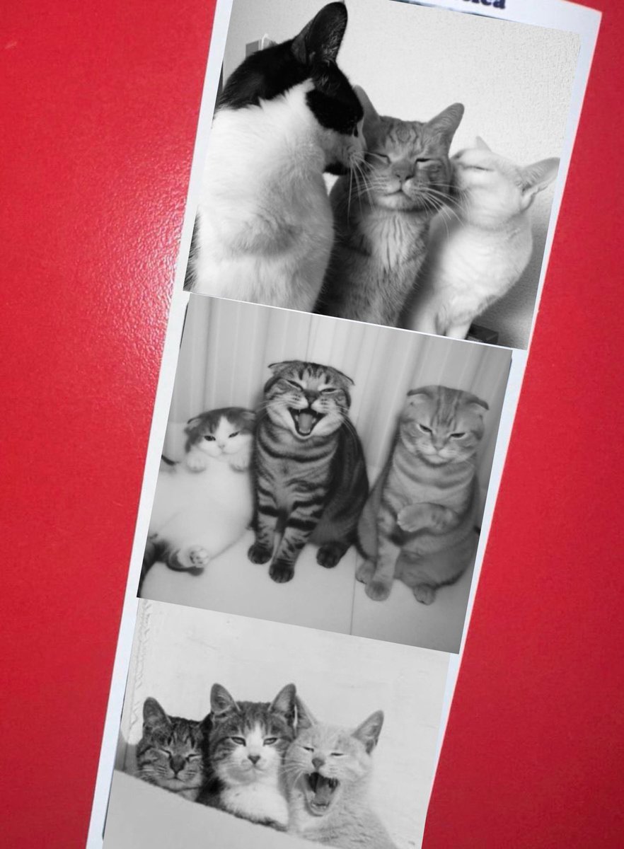 professional cat-ifyer of the HR cast tweet media