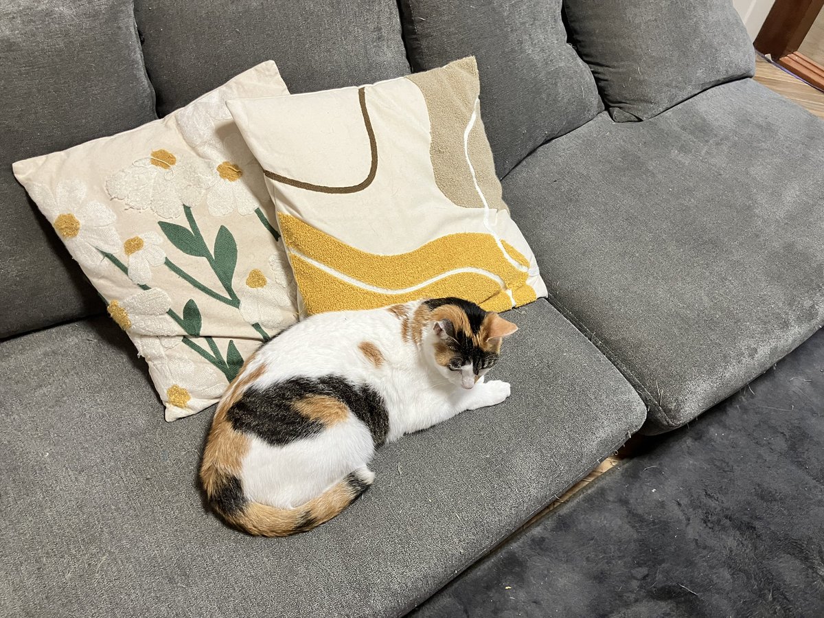 ひなてまリン tweet media