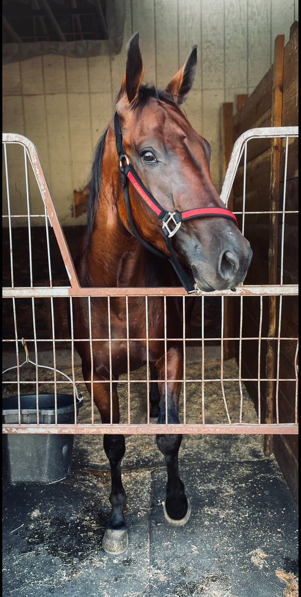 Ivory Pine Syndicate tweet media