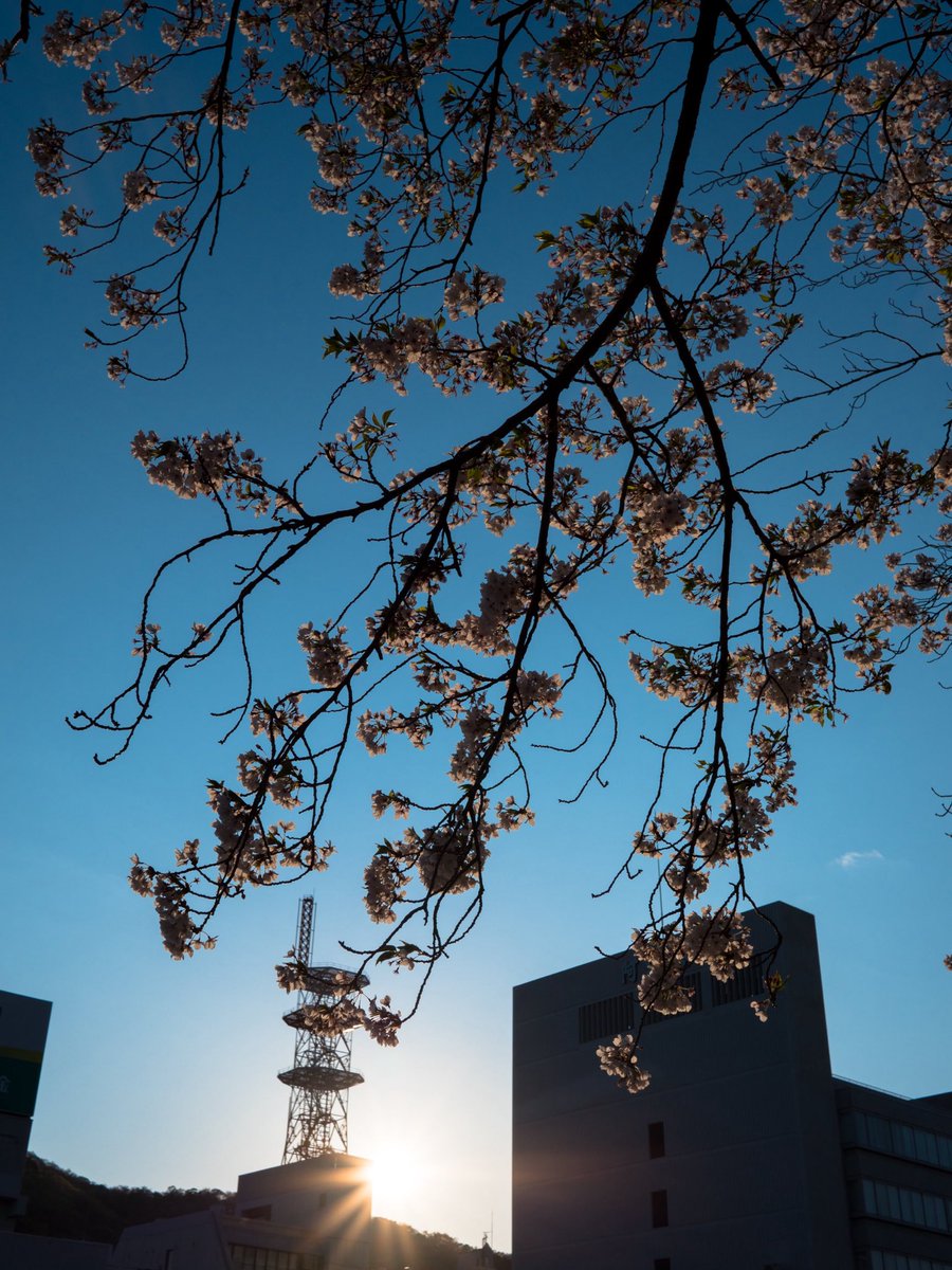 gamonobasi2's tweet photo. 今日もちゃんと練習に行ってたが
写真撮ってないから
むかしー撮った桜

＃写真好きな人と繋がりたい ＃写真撮ってる人と繋がりたい ＃ファインダー越しの私の世界 https://t.co/oc2oYJ3A8t