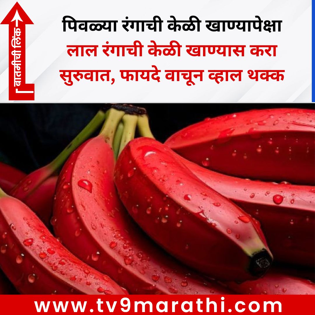 TV9Marathi's tweet image. पिवळ्या रंगाची केळी खाण्यापेक्षा लाल रंगाची केळी खाण्यास करा सुरुवात, फायदे वाचून व्हाल थक्क
#banana #trending
tv9marathi.com/photo-gallery/…