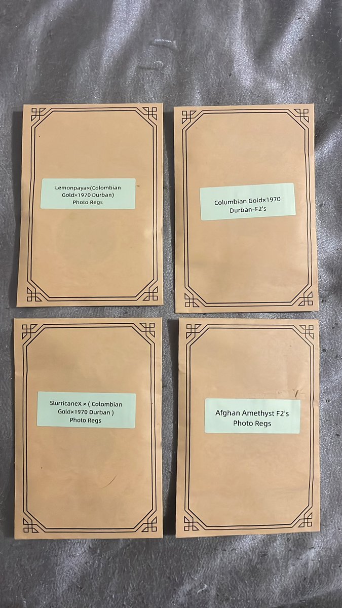 BudzerkaGNG's tweet image. Super excited to post my @TrippyGrowz beans this morning! These will be apart of a reg run I’m doing around my Birthday in September maybe in October depending ripening.  #cannabis #growyourown #homegrown #growtogether