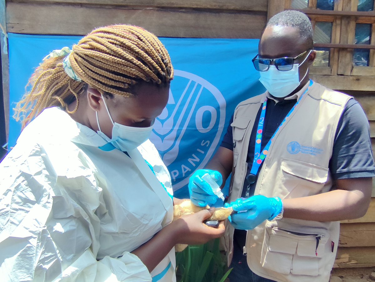 FAO en République démocratique du Congo tweet media