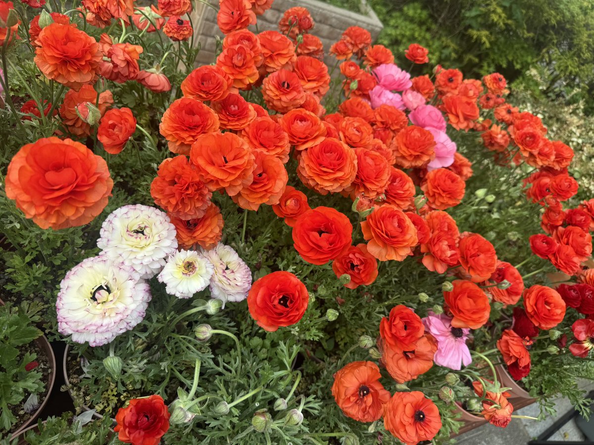 ギュス tweet media