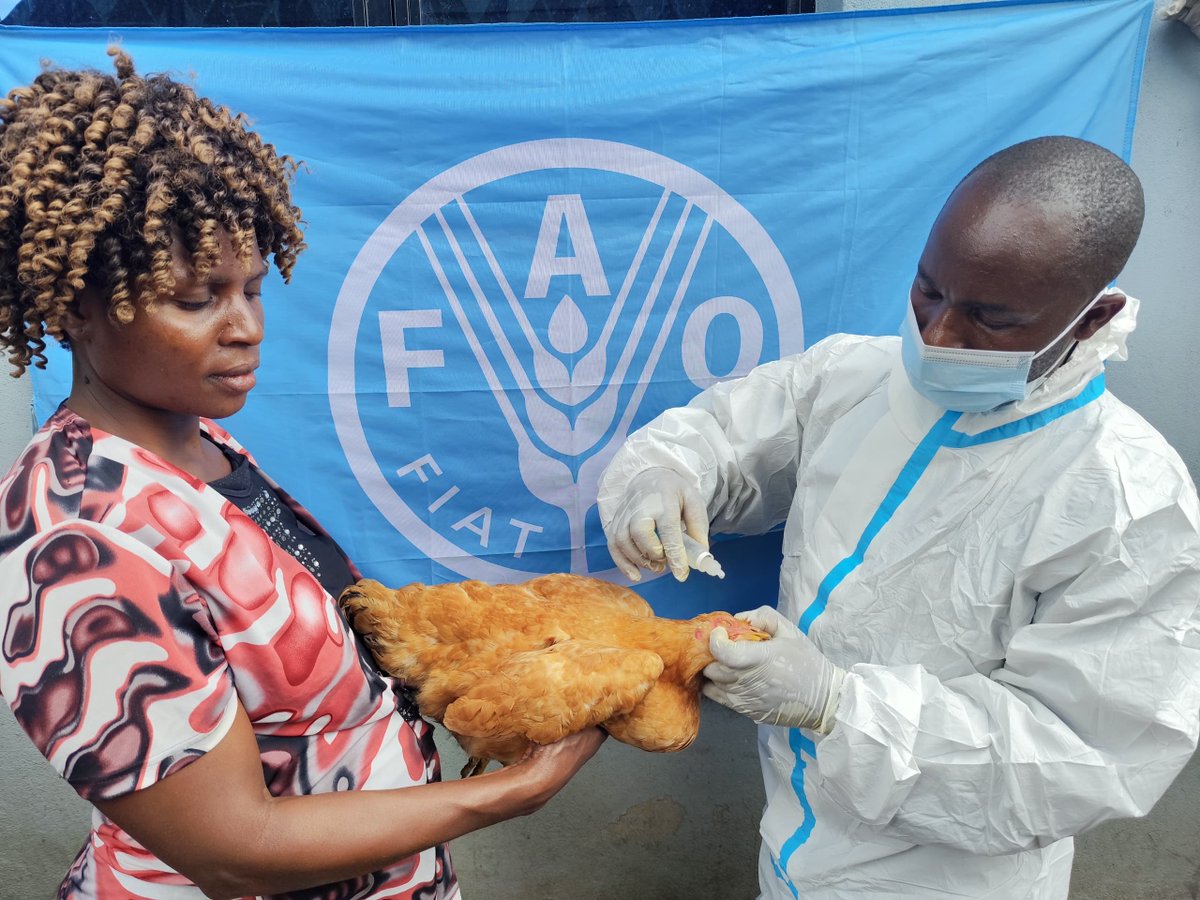 FAO en République démocratique du Congo tweet media