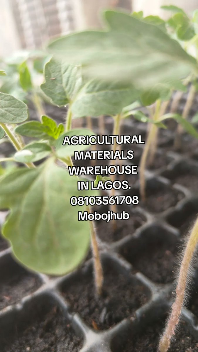 MobojH262's tweet image. #Agricultural #Warehouse in Ejigbo #Lagos
#Farmers cheat code!
#Quality #trending
08103561708