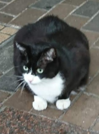 ねこまんじゅう tweet media