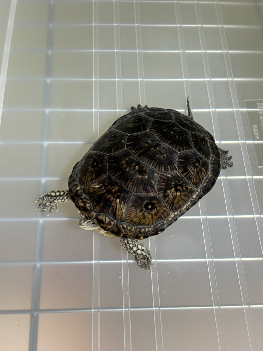 引っ越しをしたところ急に餌食いが良くなり肌荒れも治ったブランディング。元々の水が合わなかったのかな…とりあえず止まっていた成長線が動き出したので良かった
