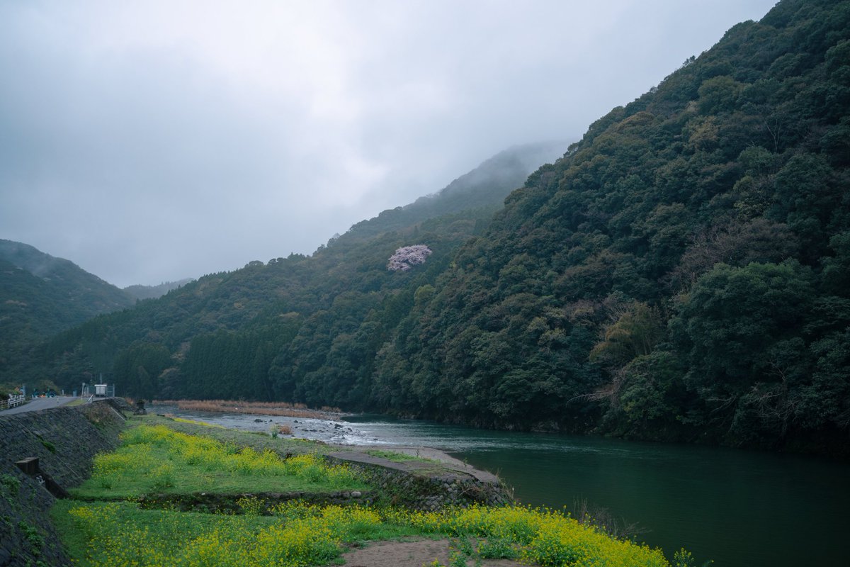 山の斜面にひとつ山桜が咲いているのを見るとなんだか得した気分になる。