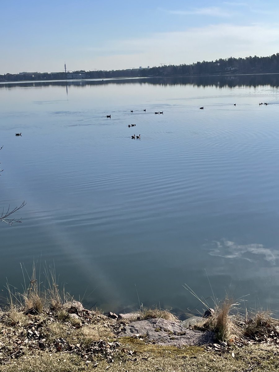 Aamun pyörälenkillä Laajalahti näytti parhaat puolensa. Hieno kevätaamu.☀️