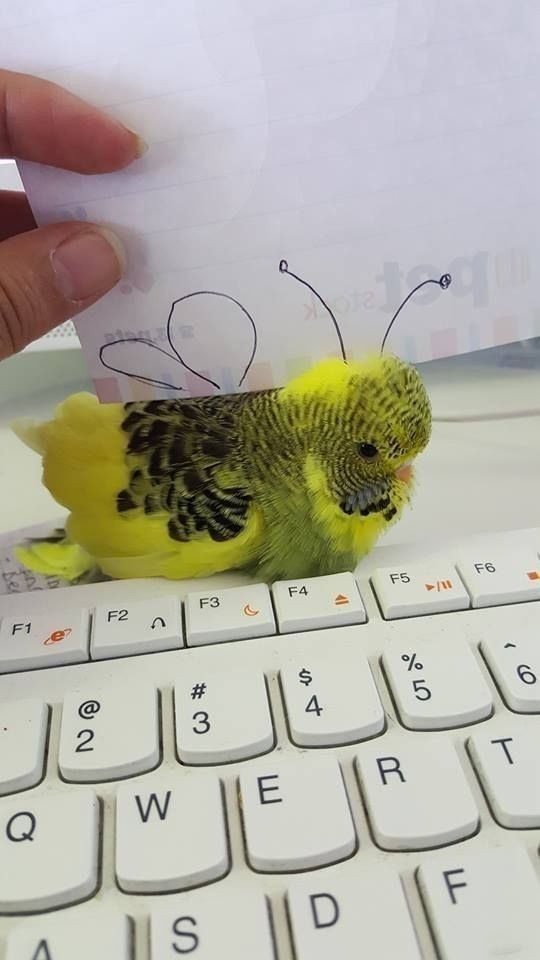 Out of Context Birds tweet media