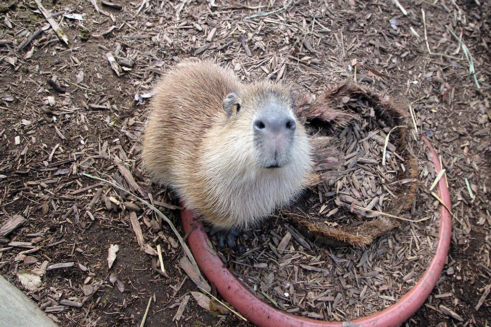 ひでかぴ tweet media