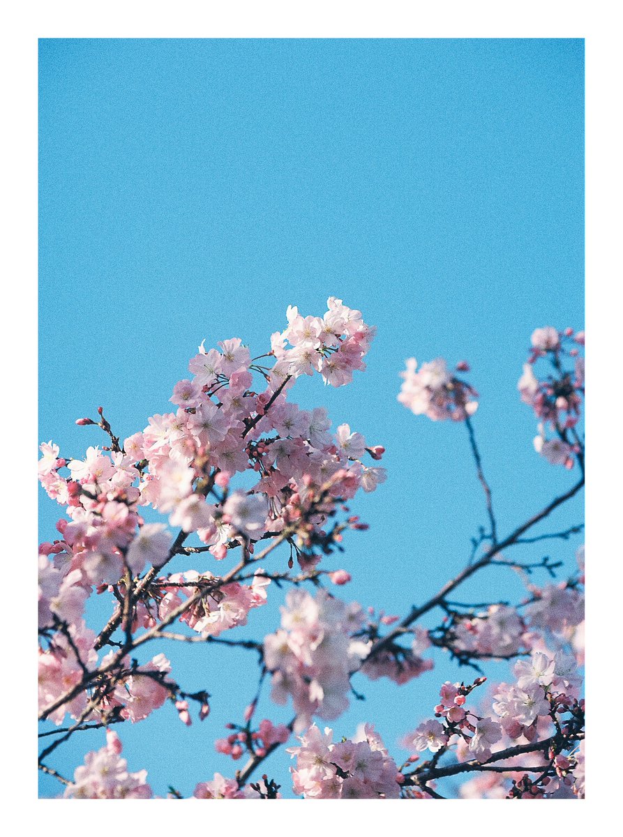 宵ノ入 tweet media