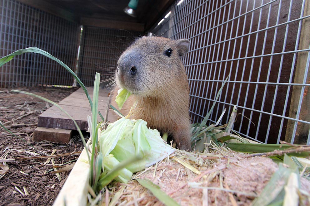 ひでかぴ tweet media