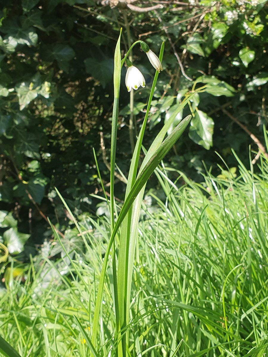 Kerovin Black tweet media