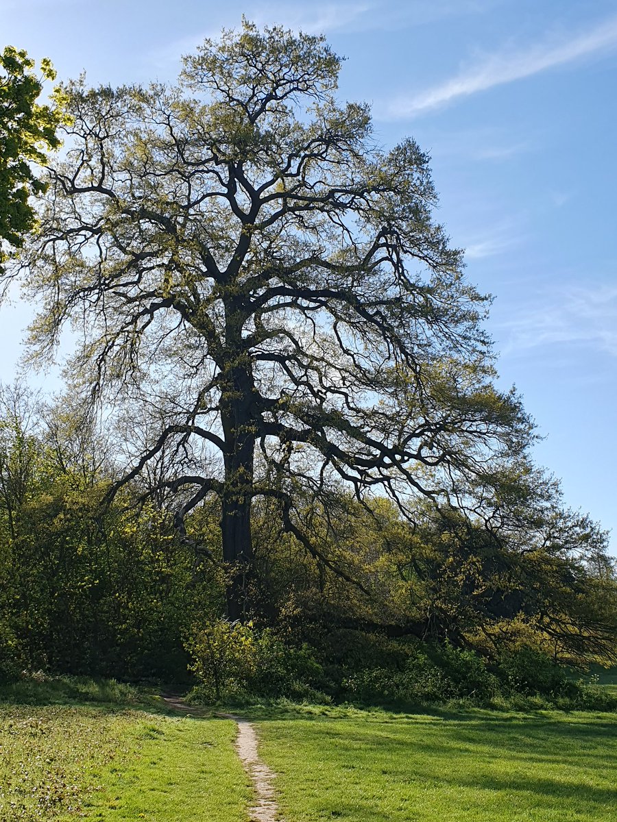 Kerovin Black tweet media