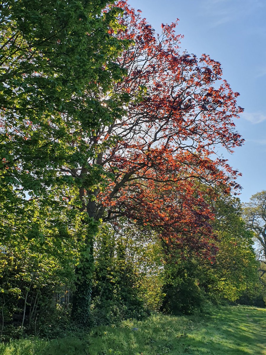 Kerovin Black tweet media