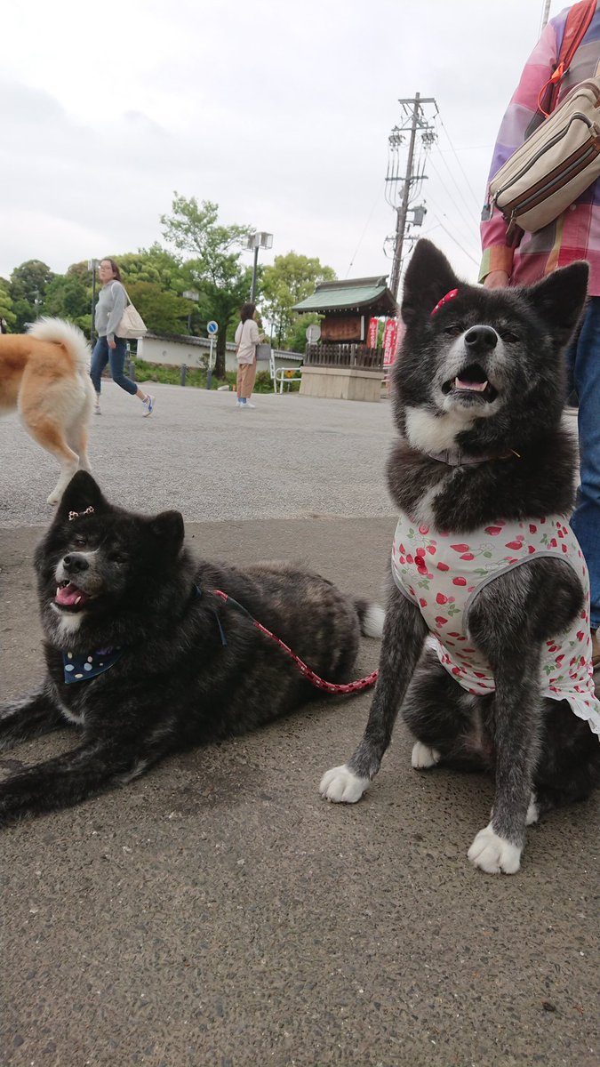 koNohana tweet media