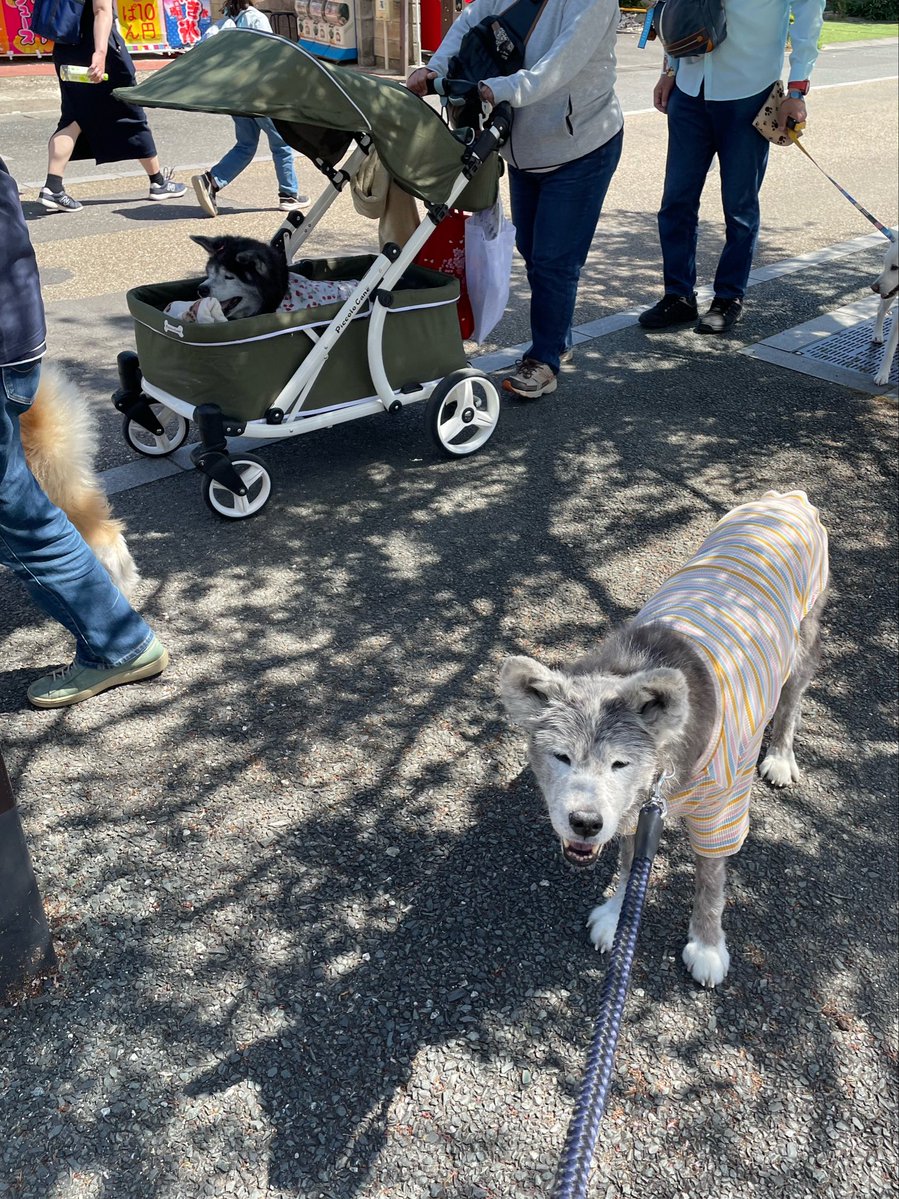 koNohana tweet media