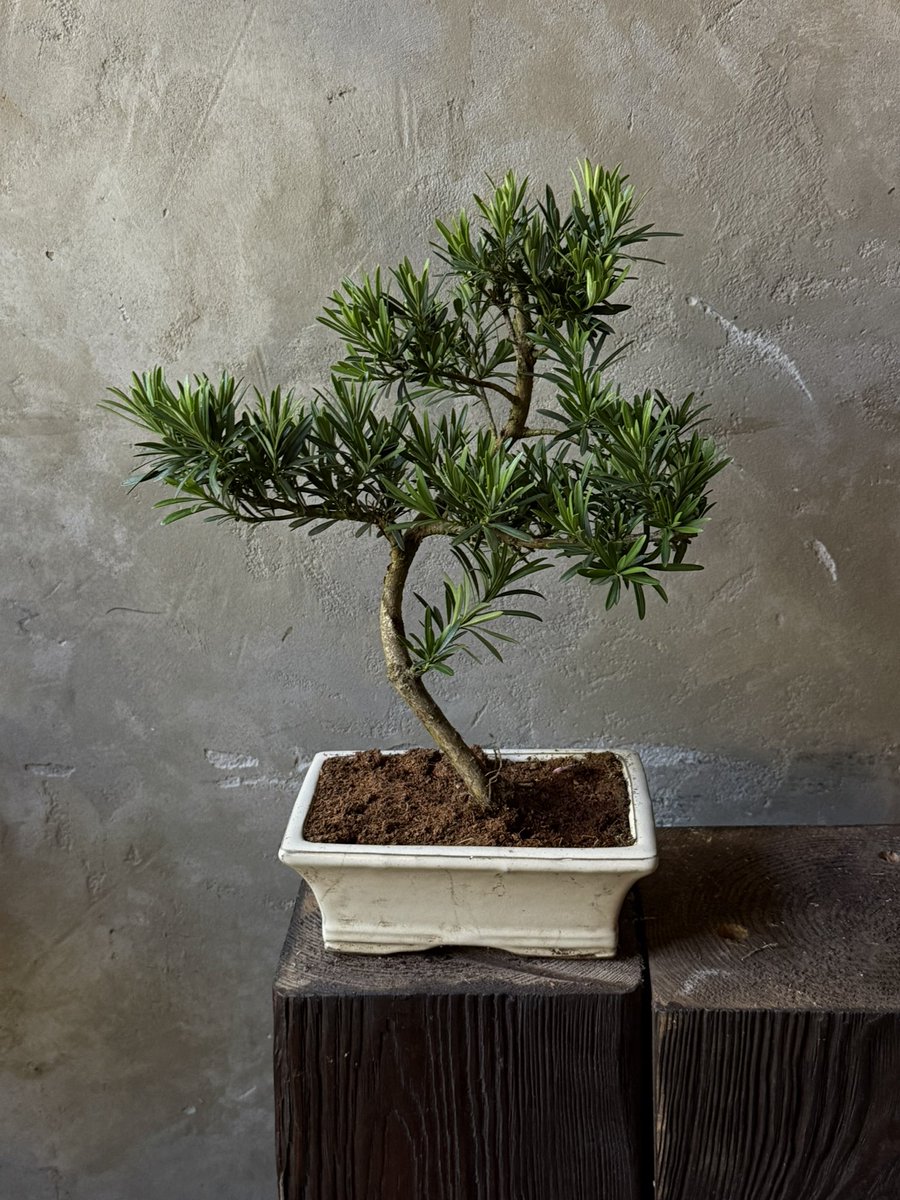 dashadasha9590's tweet image. приїхало два бонсайних деревця
висота - 40 сантиметрів
довжина керамічного вазончика - 20 сантиметрів 

2200 гривень 

(це перший)