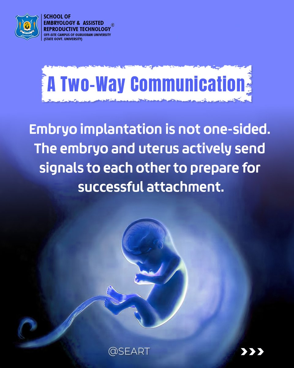 SeartEmbryology's tweet photo. How do embryos communicate with the uterus? It’s a silent but crucial process.

#SEART #SchoolOfEmbryology #EmbryoImplantation #IVFScience #EmbryologyBasics #ClinicalEmbryology #IVFTraining #EmbryologyCareer #FutureEmbryologist #Gurgaon #India https://t.co/fWqjwDtR6W