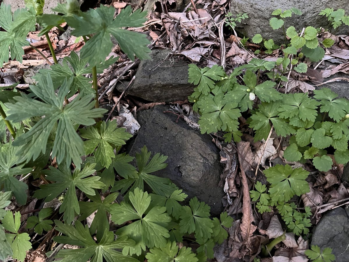 🔻トリカブトとニリンソウ🔻
怖いねぇ👻