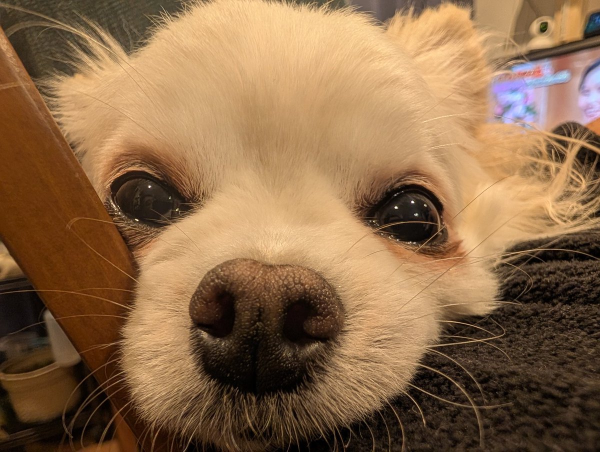 金髪豚野郎@遠州の韋駄天と言われた男 tweet media