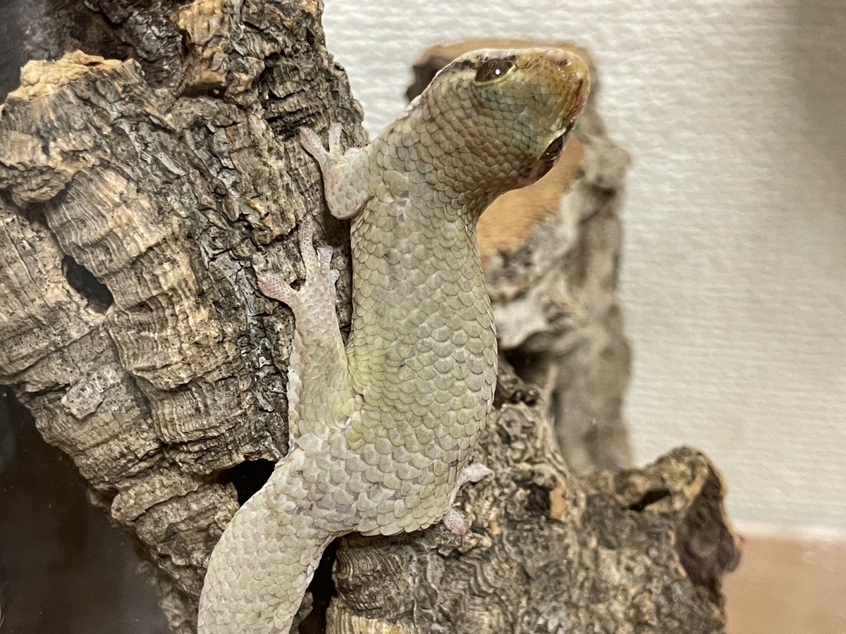 シュモ tweet media