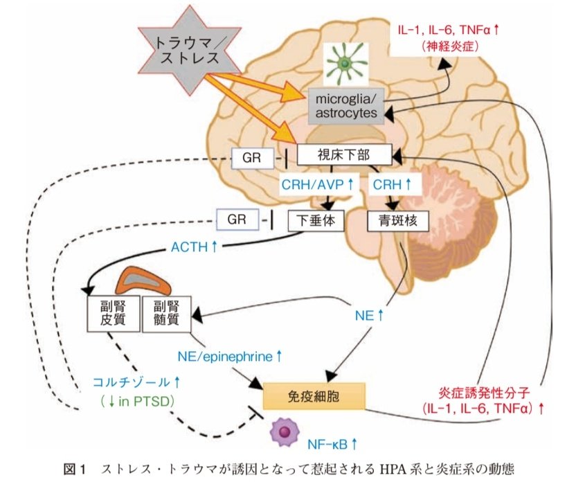 r2ed4's tweet photo. IL-1βが血液脳関門(BBB)のタイトジャンクションを緩ませる

これは腸壁のタイトジャンクションでも同じ

ストレスで炎症が起きると、脳と腸で似たようなことが起こる

NF-κBをオフにするために、ビタミンDと亜鉛は大事

ACEのある人は迷走神経活動も減少し、炎症抑える力弱いので、安全を知覚していこ https://t.co/p7kkqMibVg
