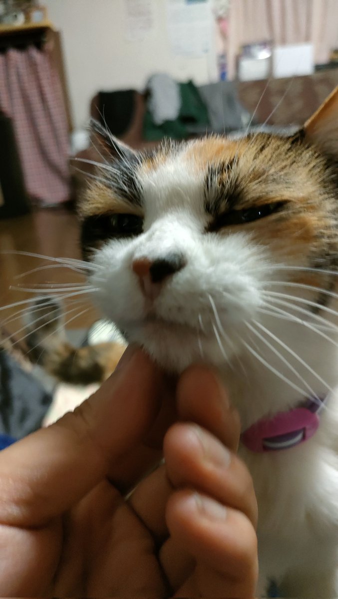 viper zero tweet media