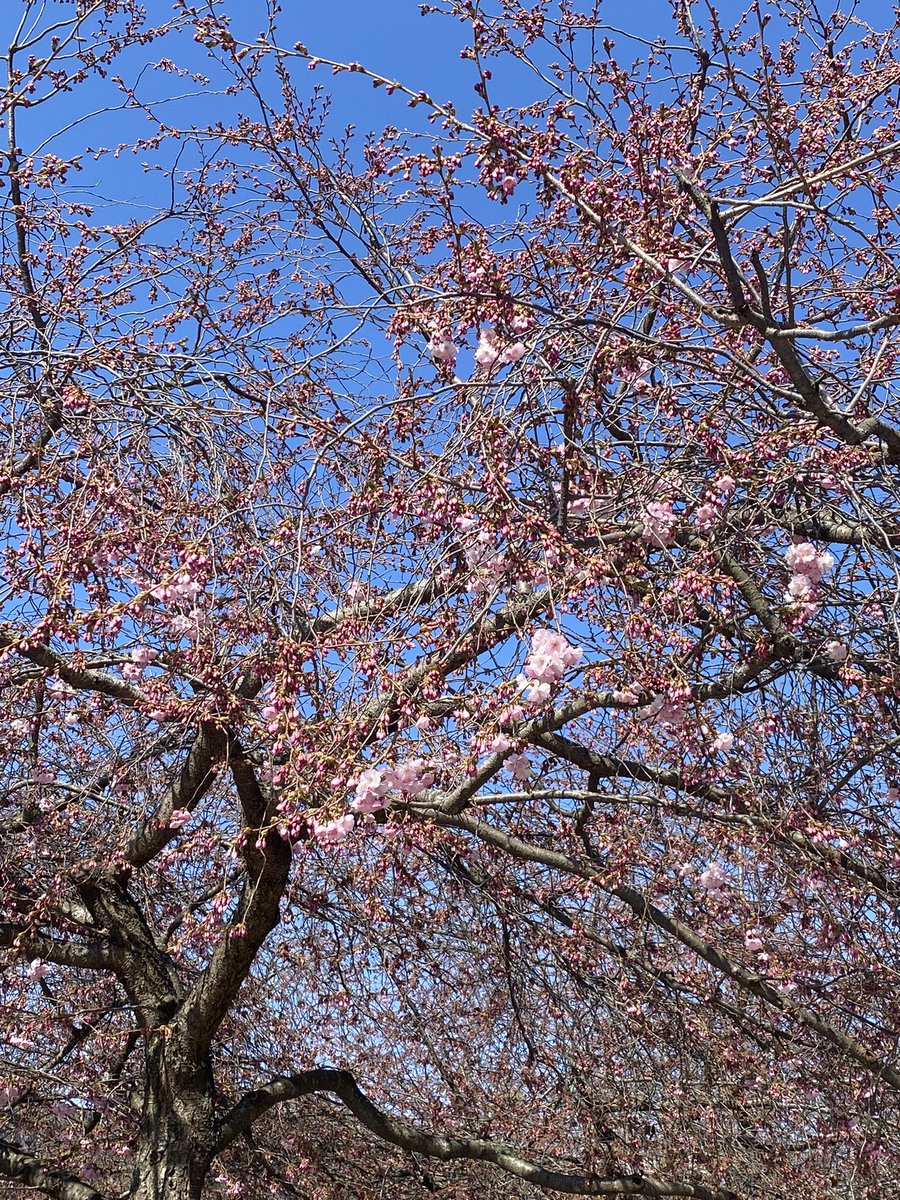 kep1ng's tweet image. took a detour omw to school to see flowers but they hadnt fully blossomed yet but atleast i get #steps in