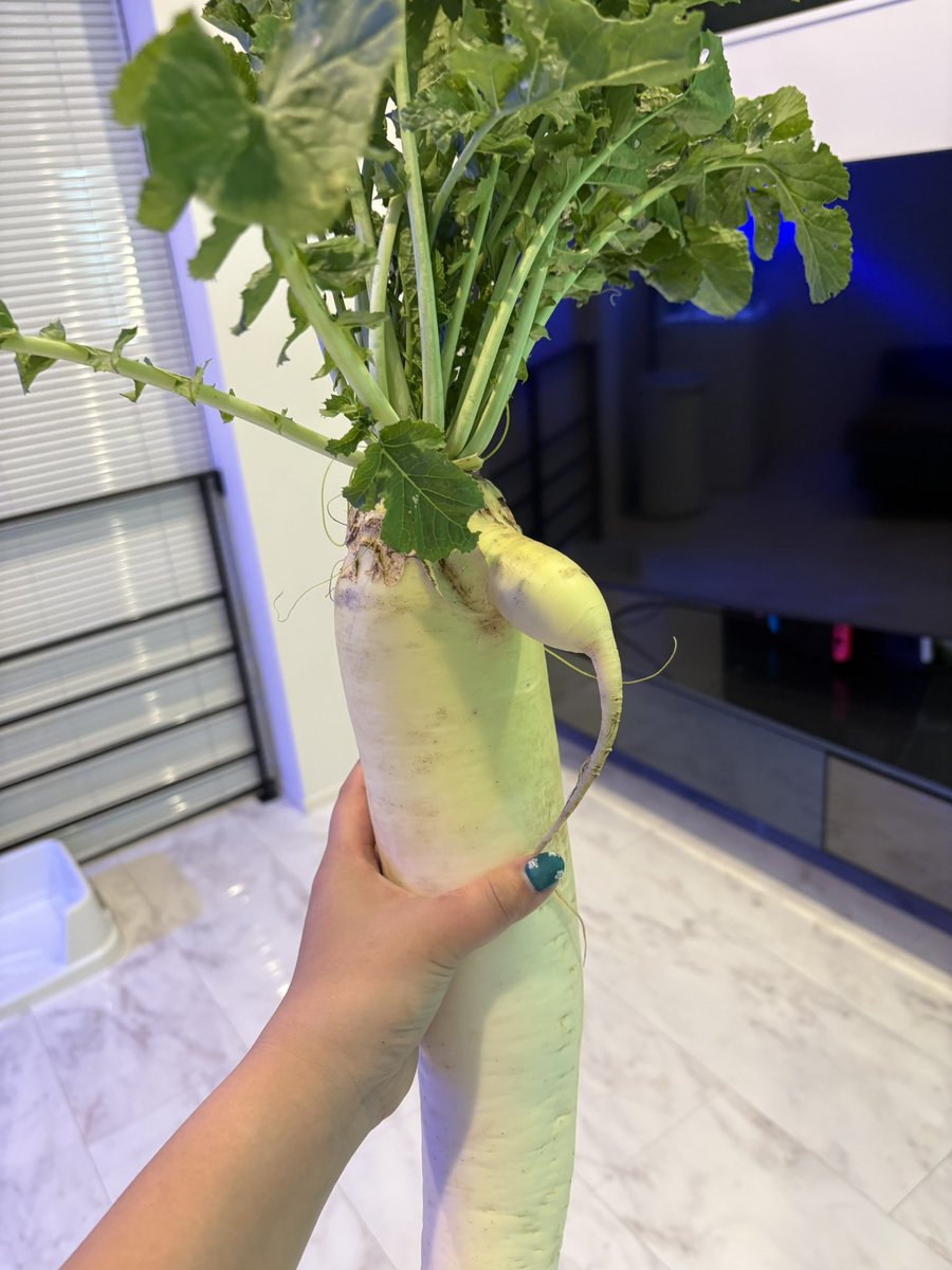 （本物）Aya🐸🍊 tweet media