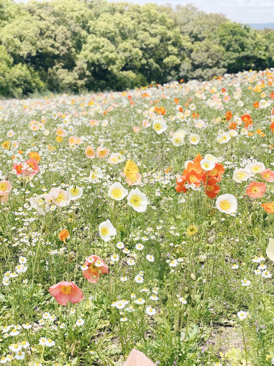 yellow__wave's tweet photo. 春ぽか https://t.co/YmVcGCsETA