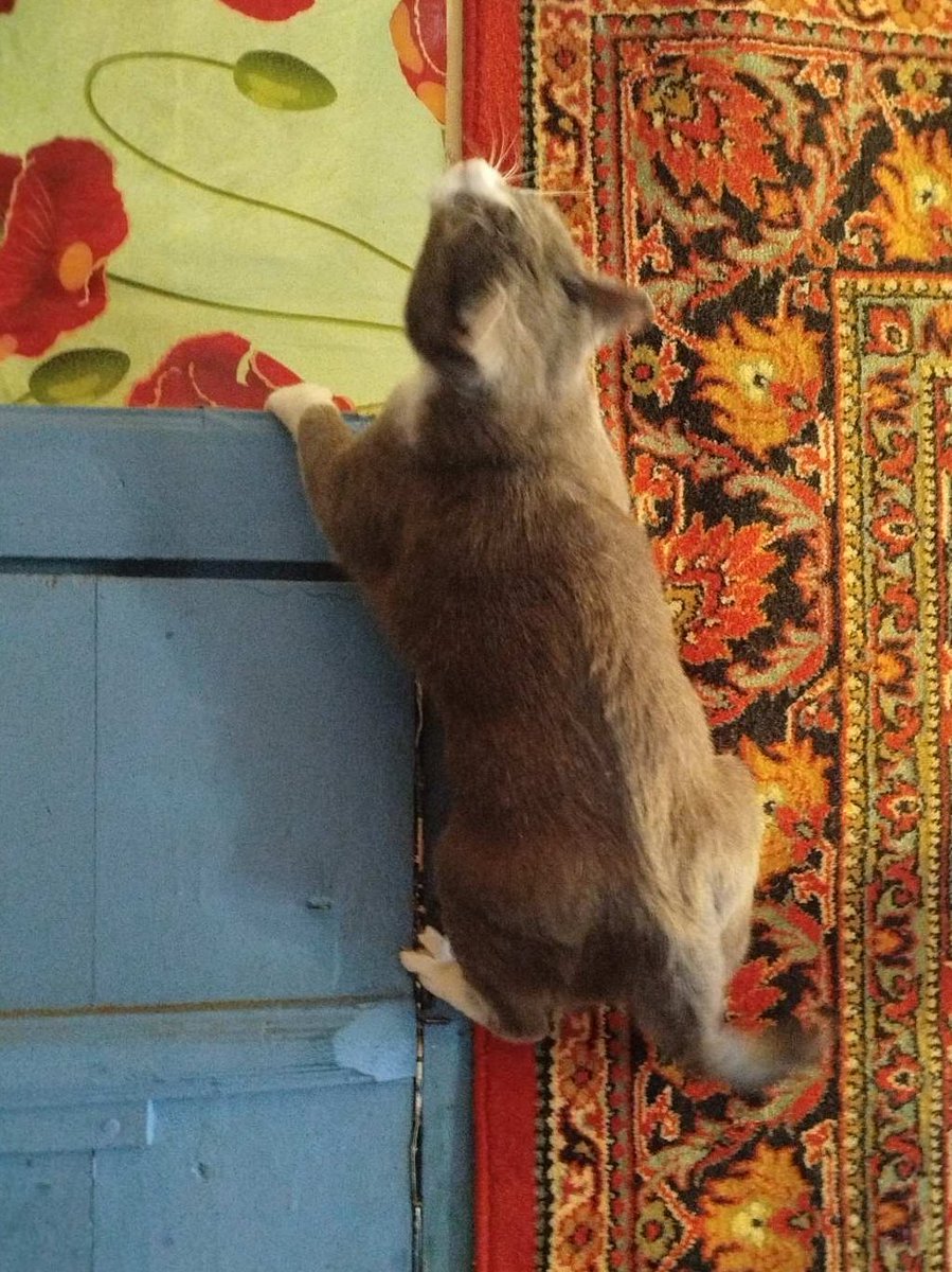 Кот Шурик из Беловежской пущи и его большая семья tweet media