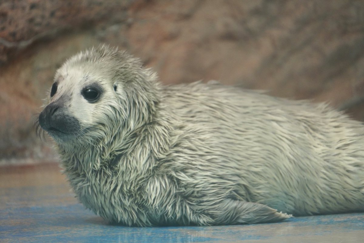 Foo🐾Zoo tweet media