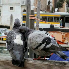 bisexual sailor punk rocker tweet media