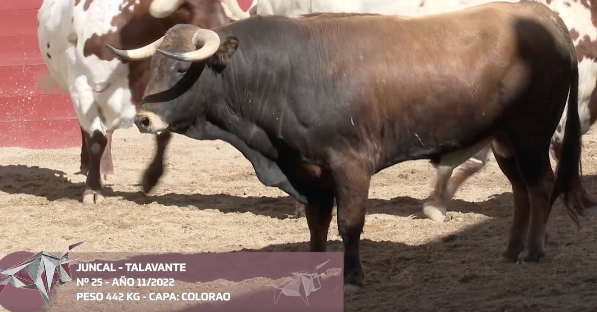 Castavieja tweet media