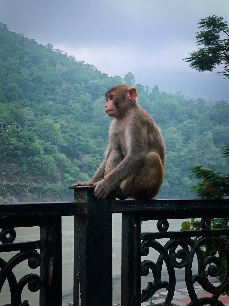 Hindutva Knight tweet media