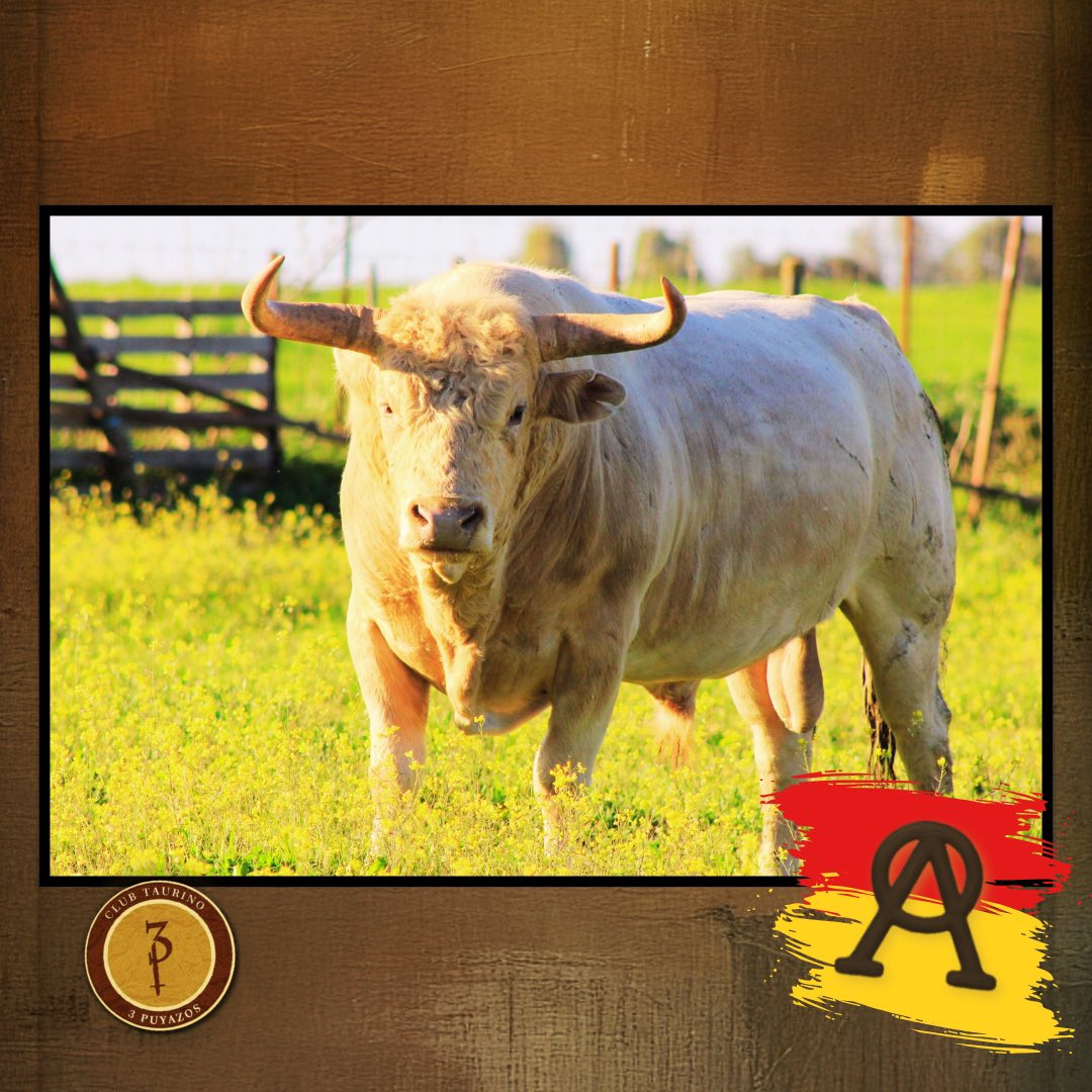 3Puyazos tweet media