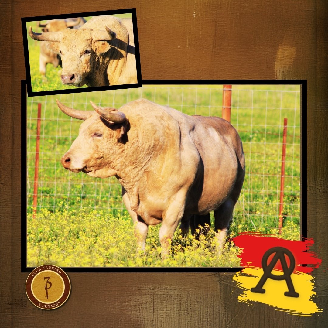 3Puyazos tweet media